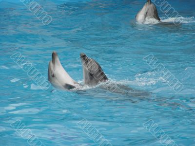 dolphins dance dolphins dance