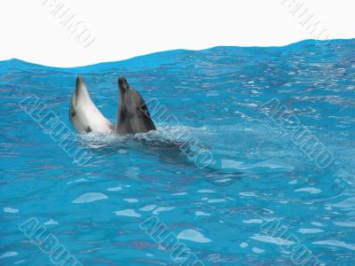 dolphins dance