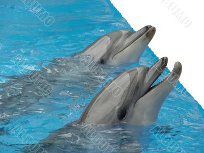 Pair dolphins. isolated
