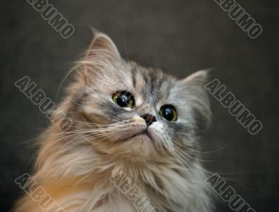 Portrait of a kitten