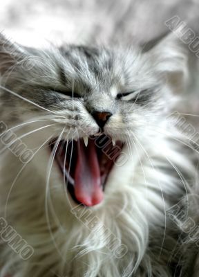 Yawning kitten