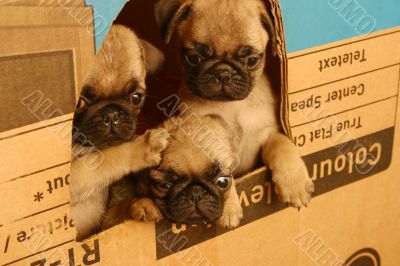 Small pugs