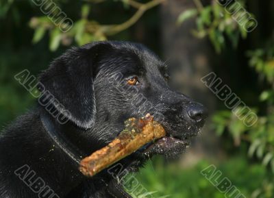 Labrador with a stick