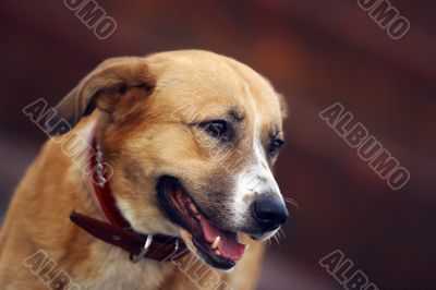  portrait running dog