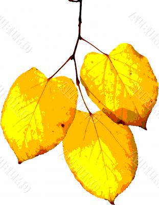 bright yellow leaves