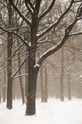 Misty winter trees landscape