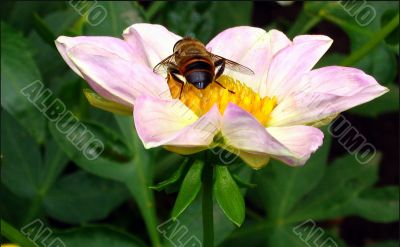 The hover-fly