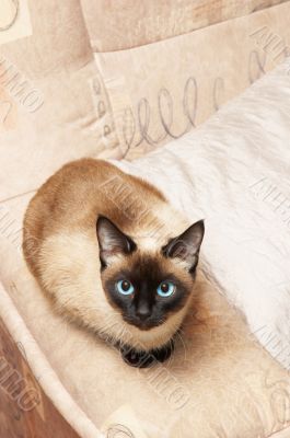 siamese cat, analogous color of background