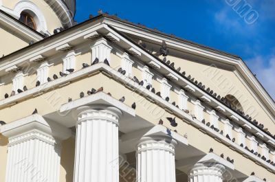 sitting and flying pigeons