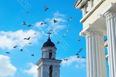 flying pigeons