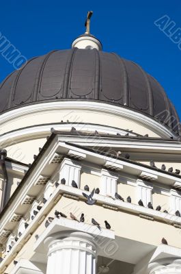 sitting and flying pigeons