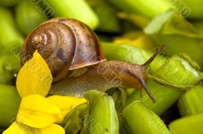 Snail and water lily