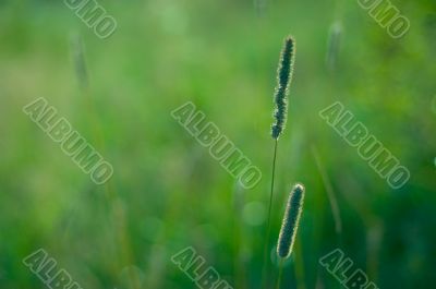 Blurried grass suitable for background