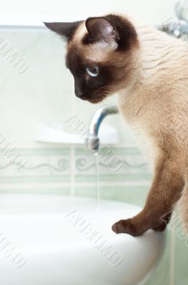 thirsty siamese cat in bathroom