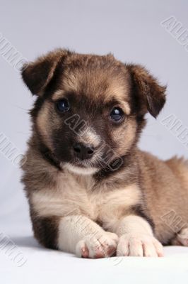 the puppy the puppy