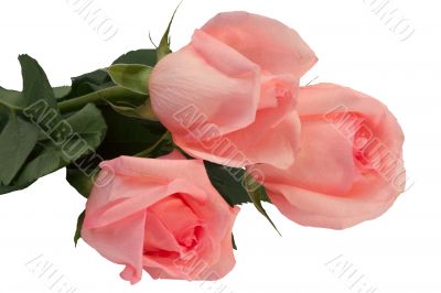 Roses Roses