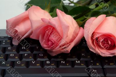 Roses