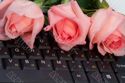 Roses Roses
