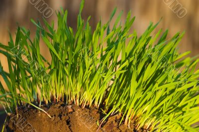 New Green Grass growing