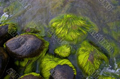 Sea stones with green moss