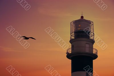 Lighthouse in sunset and flying Seagull