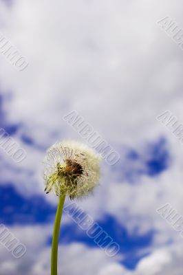 Blowball on Blue Sky