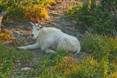 Mountain Goat resting in shade