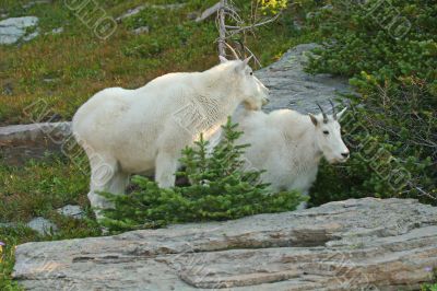 Mountain Goats