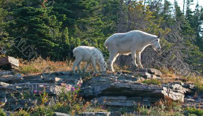Mountain Goat with Kid
