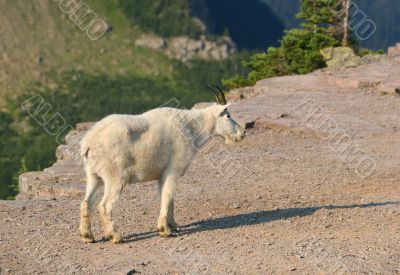 Mountain Goat