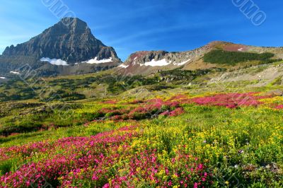 Alpine Meadows