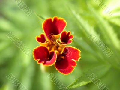 red flower, macro