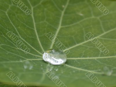 drop of water on leaf drop of water on leaf