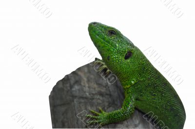 the lizard the lizard