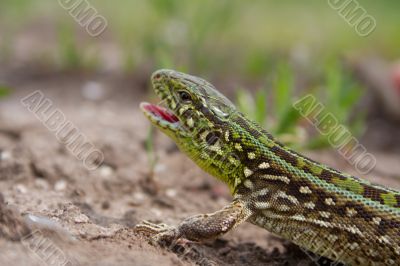 the lizard the lizard