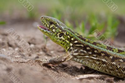 the lizard the lizard
