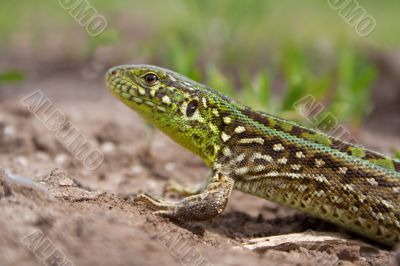 the lizard the lizard