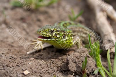 the lizard the lizard