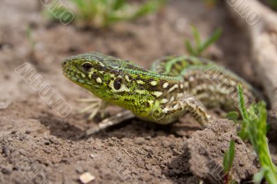 the lizard the lizard