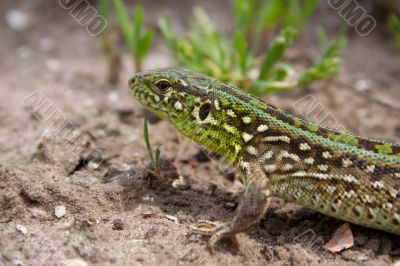 the lizard the lizard