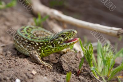 the lizard the lizard