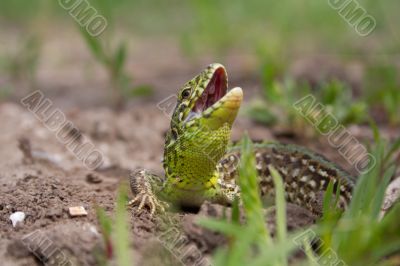 the lizard the lizard