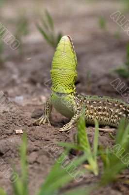 the lizard the lizard