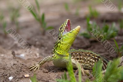 the lizard the lizard