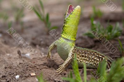 the lizard the lizard