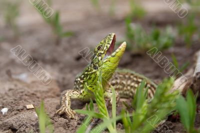 the lizard the lizard
