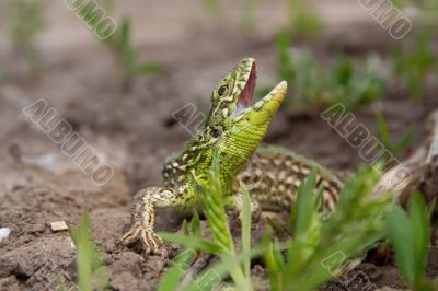 the lizard the lizard