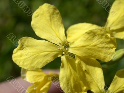 yellow flower yellow flower