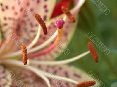Lily, macro Lily, macro