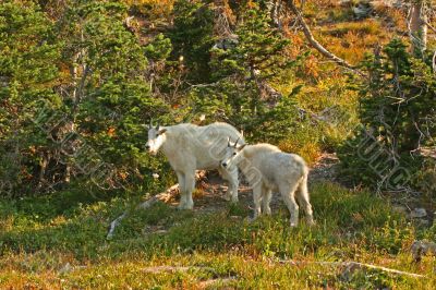 Mountain Goats